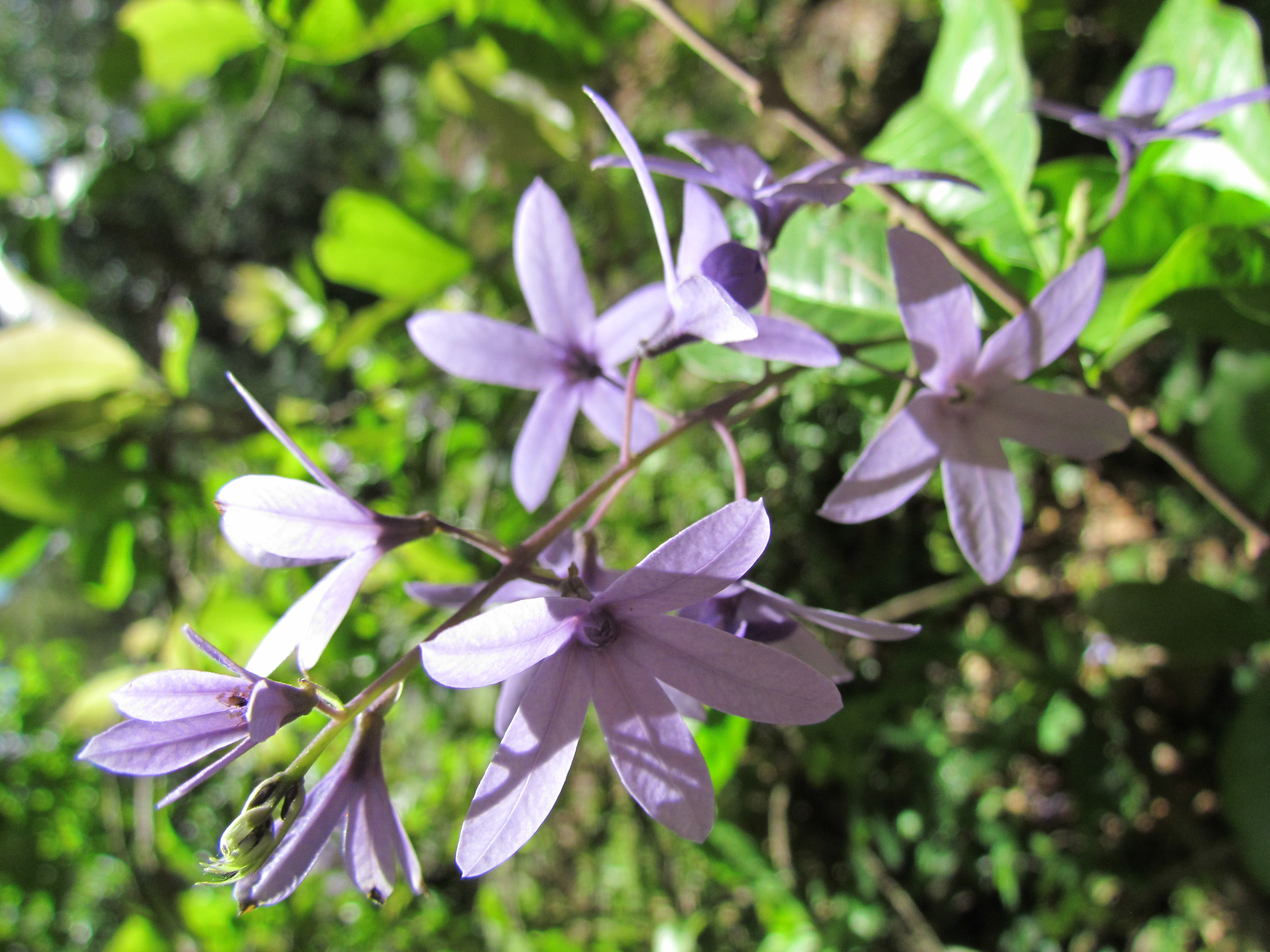 Petrea volubilis