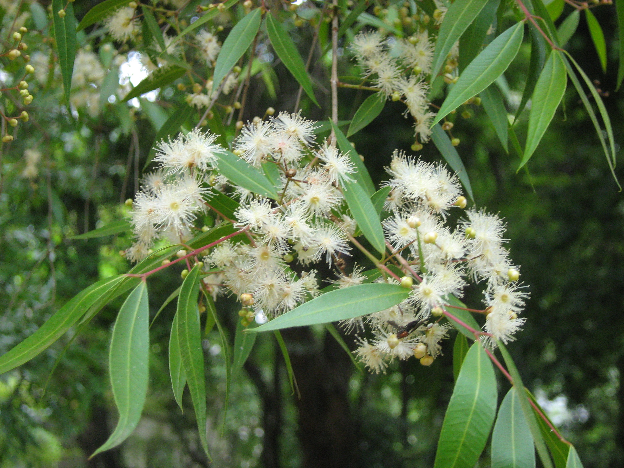 Blepharocalyx salicifolius