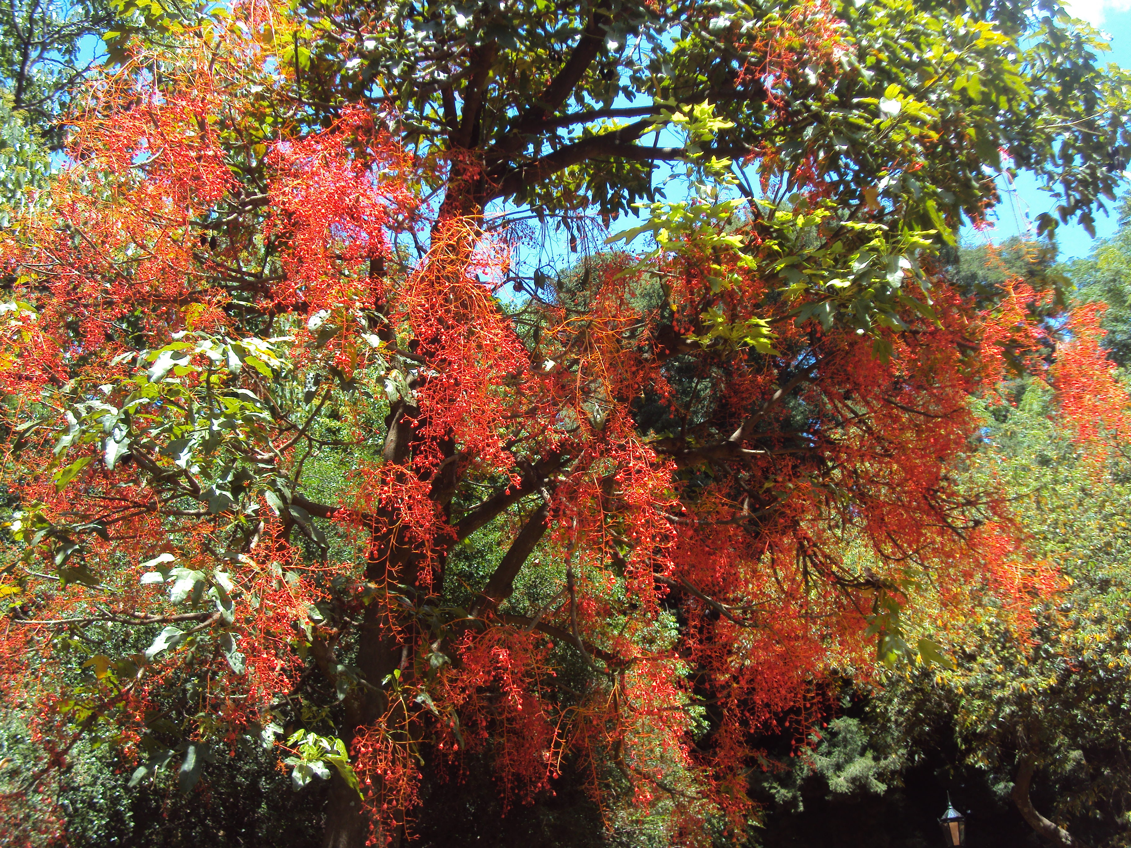 Brachychiton acerifolius