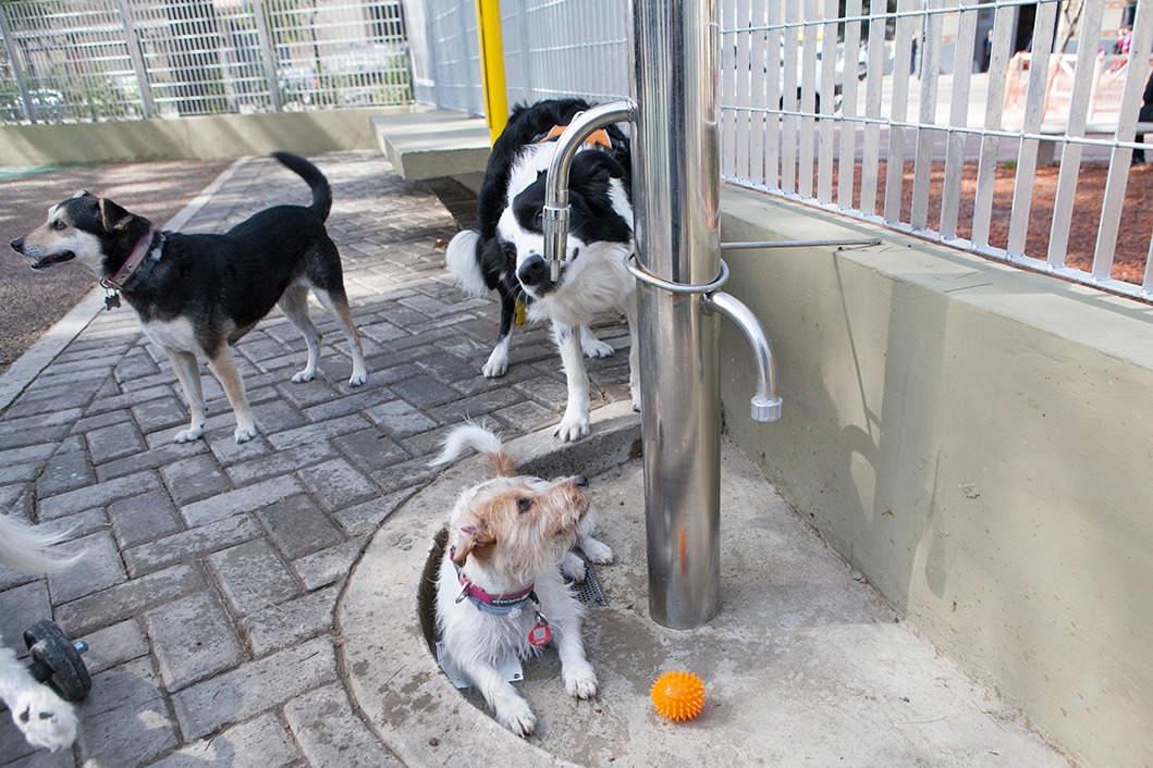 Consejos para prevenir el golpe de calor en las mascotas