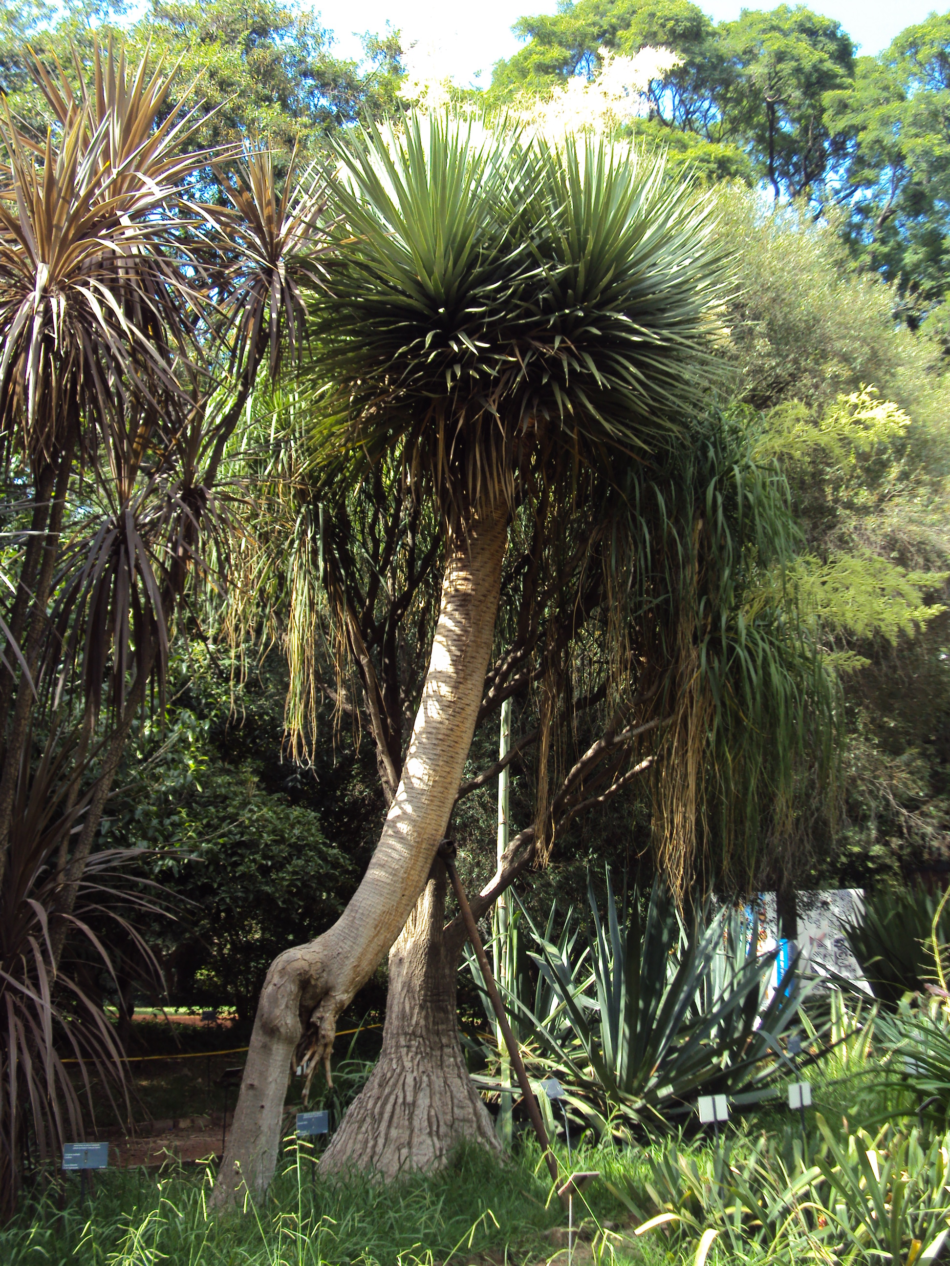 Dracaena draco