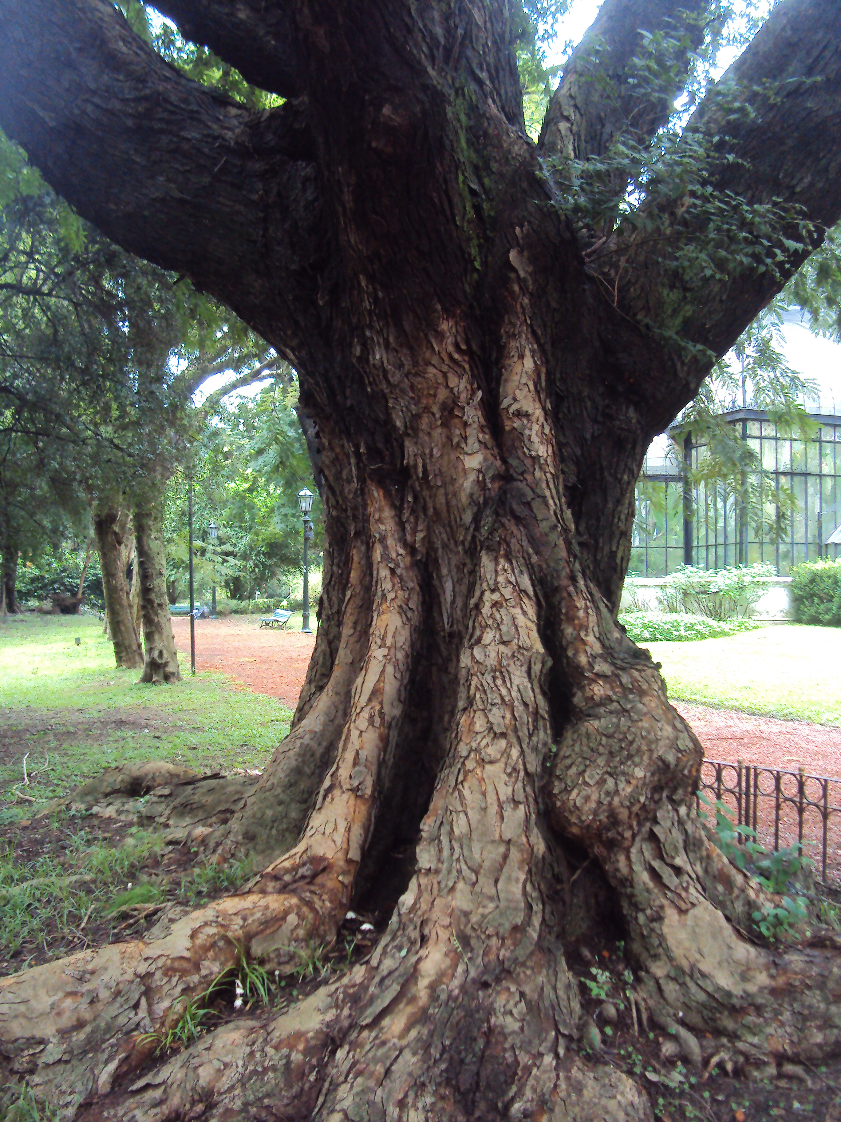 Parapiptadenia excelsa