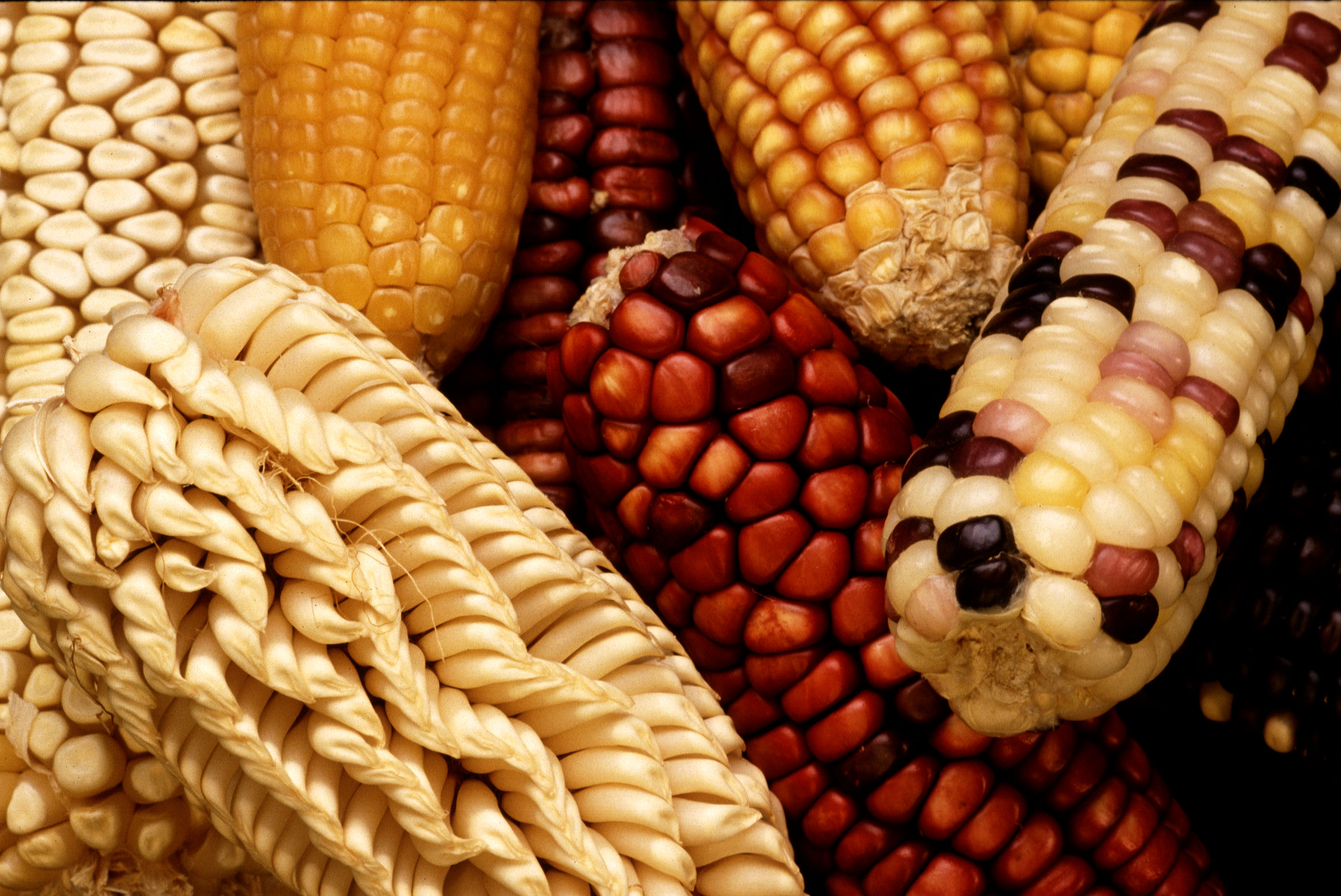 Los alimentos de nuestra tierra