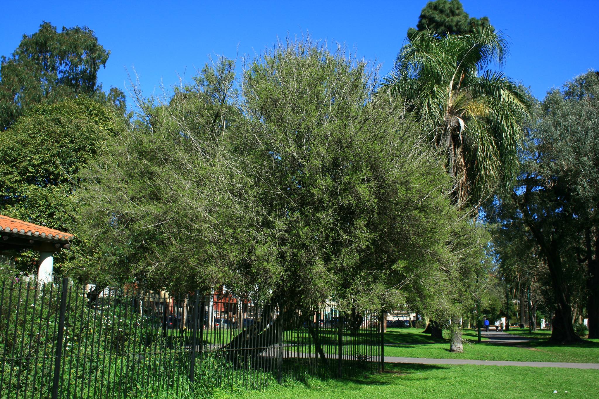 Día del Árbol en el Museo Saavedra