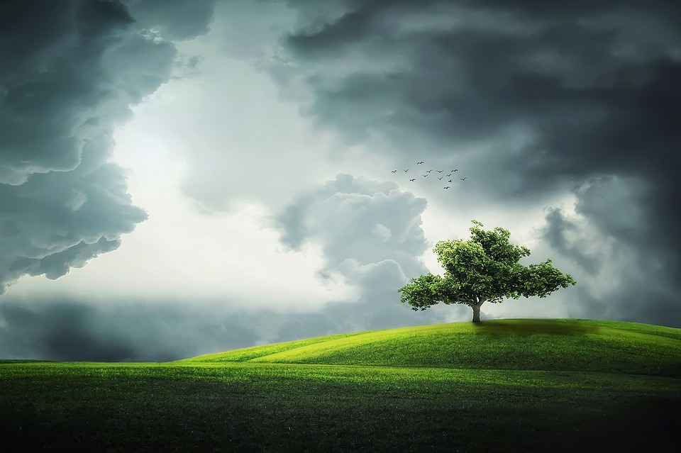  Día Mundial del árbol