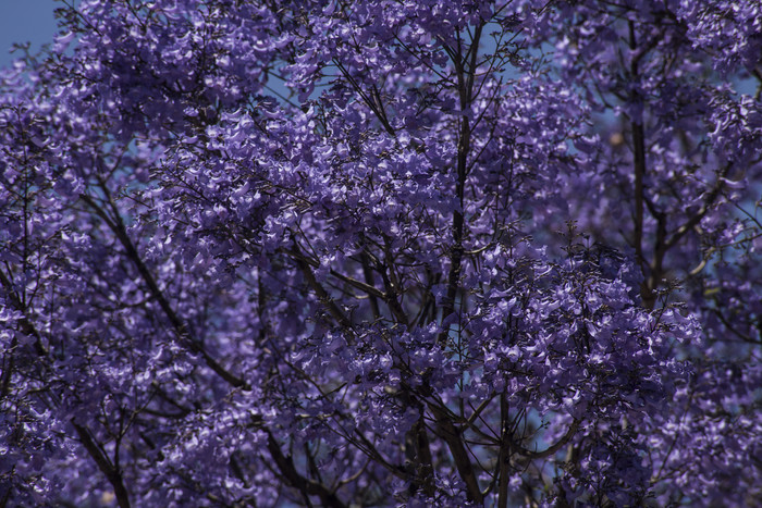 Comienzan a florecer los jacarandás en la Ciudad