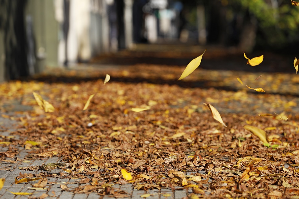 Otoño en la Ciudad: los colores de los barrios según sus árboles