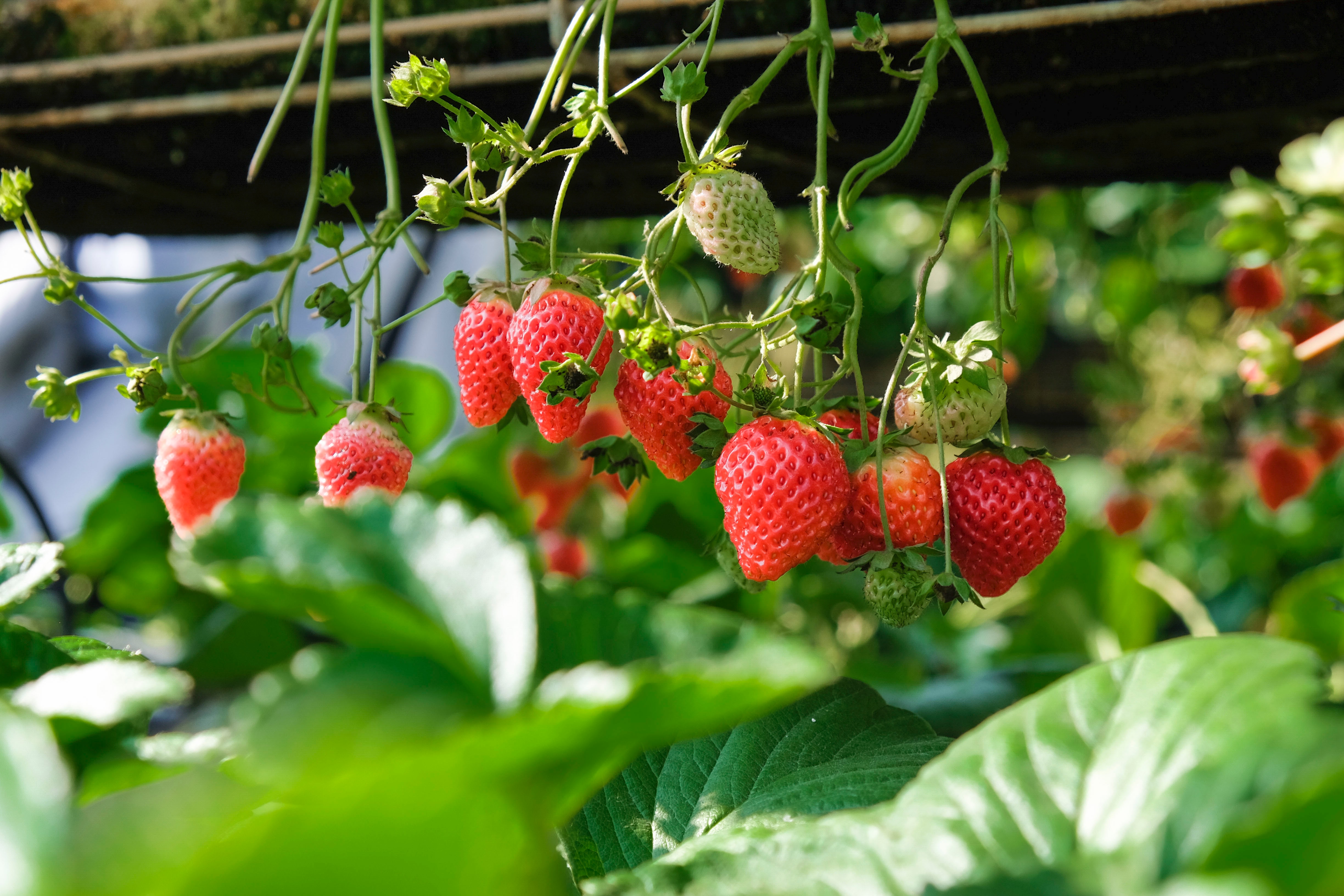 Frutas y verduras de primavera, consejos para una compra responsable
