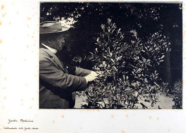 La yerba y los botánicos