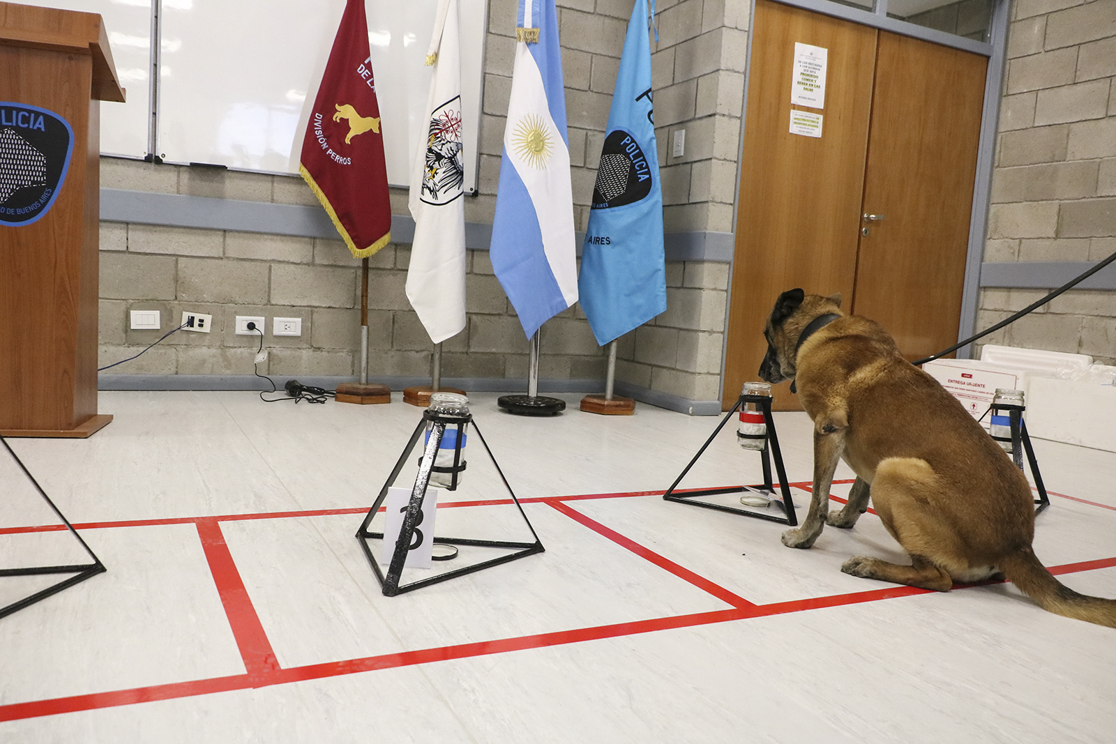 La Policía de la Ciudad incorporó perros que mediante el olfato ayudan a resolver casos de homicidios y secuestros