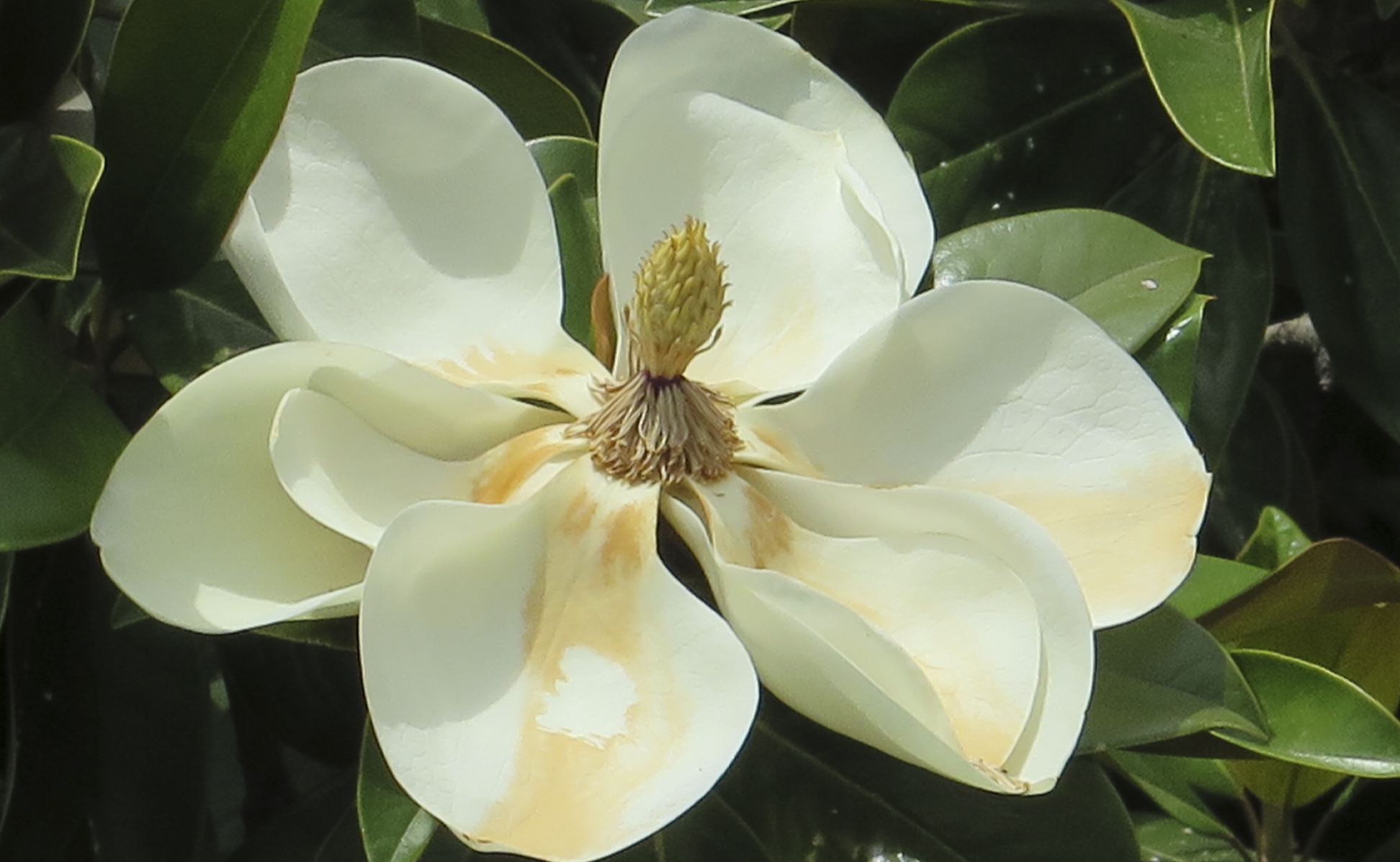Desde el jardín. Prácticas y labores cotidianas - Inaugura el jueves 5 de diciembre a las 17.30