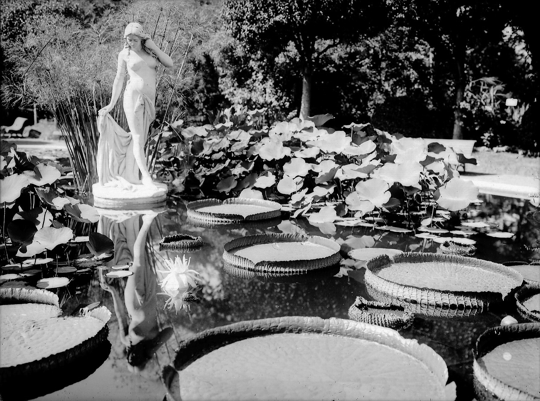 Vuelve el irupé al Jardín Botánico