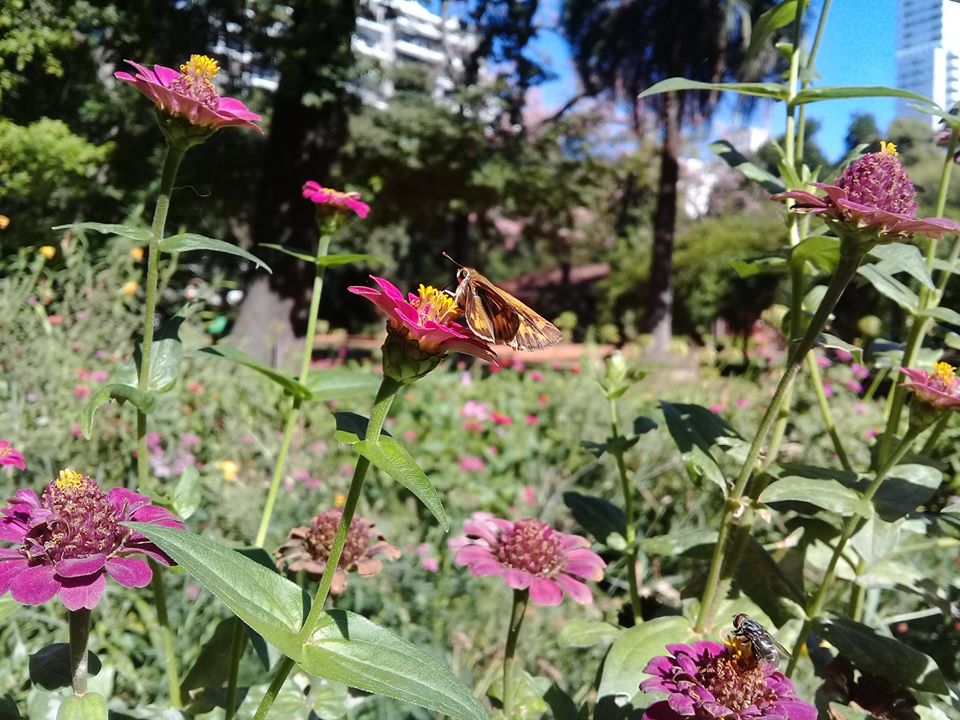 Jardines que son refugio