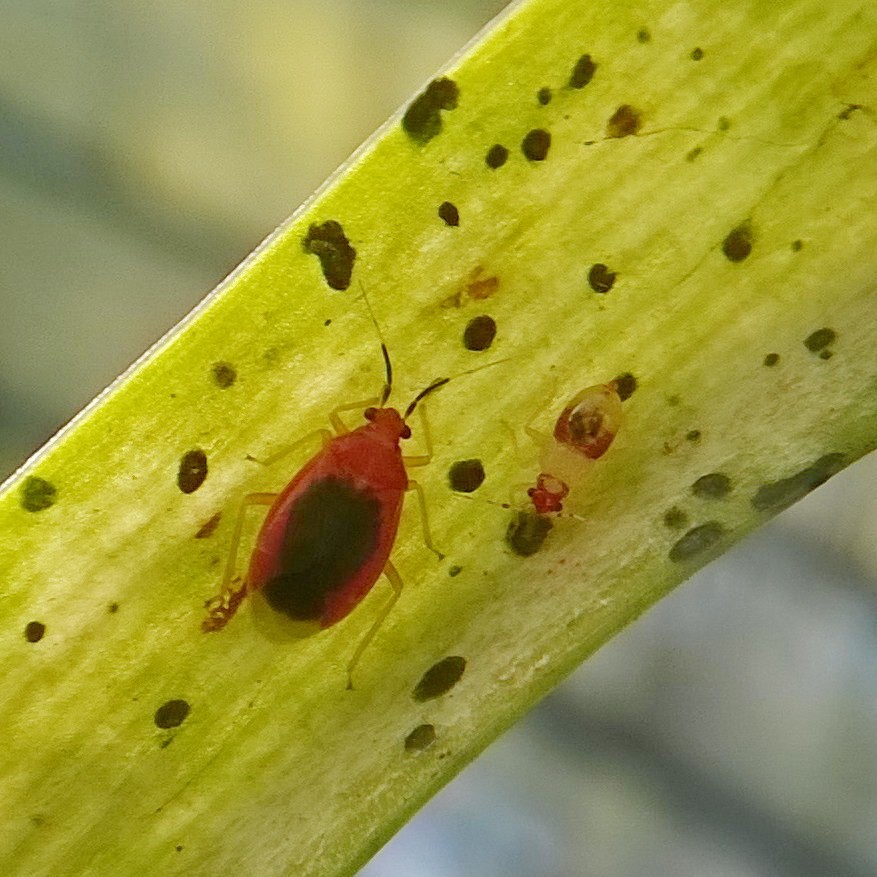 El Jardín Botánico es el primero en Sudamérica en integrar centinelas