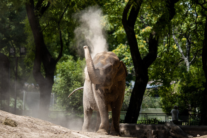 El traslado a Brasil de una elefanta asiática que pasó por el ex zoológico porteño