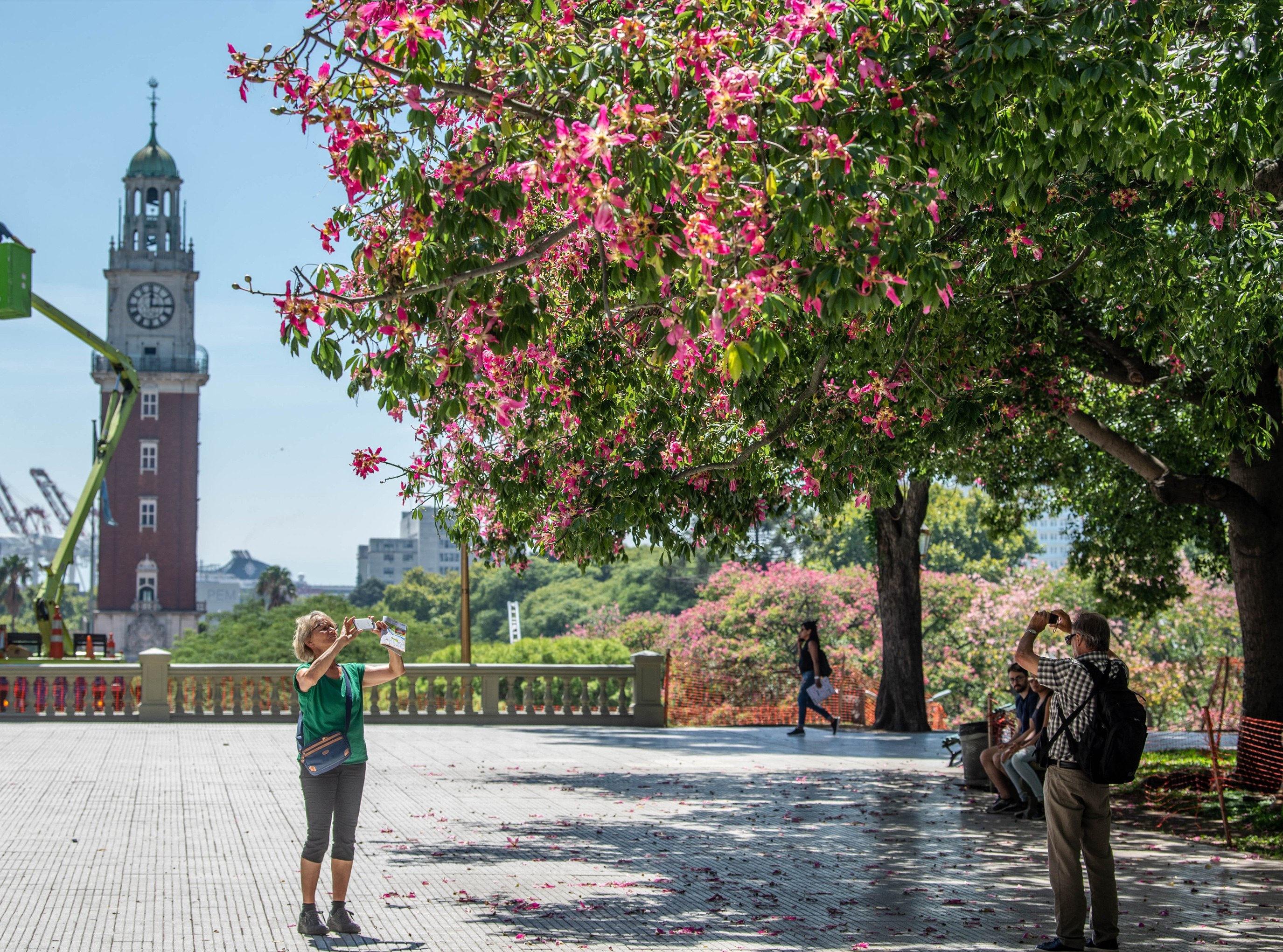 Los parques se tiñeron de rosa con las flores de los palos borrachos