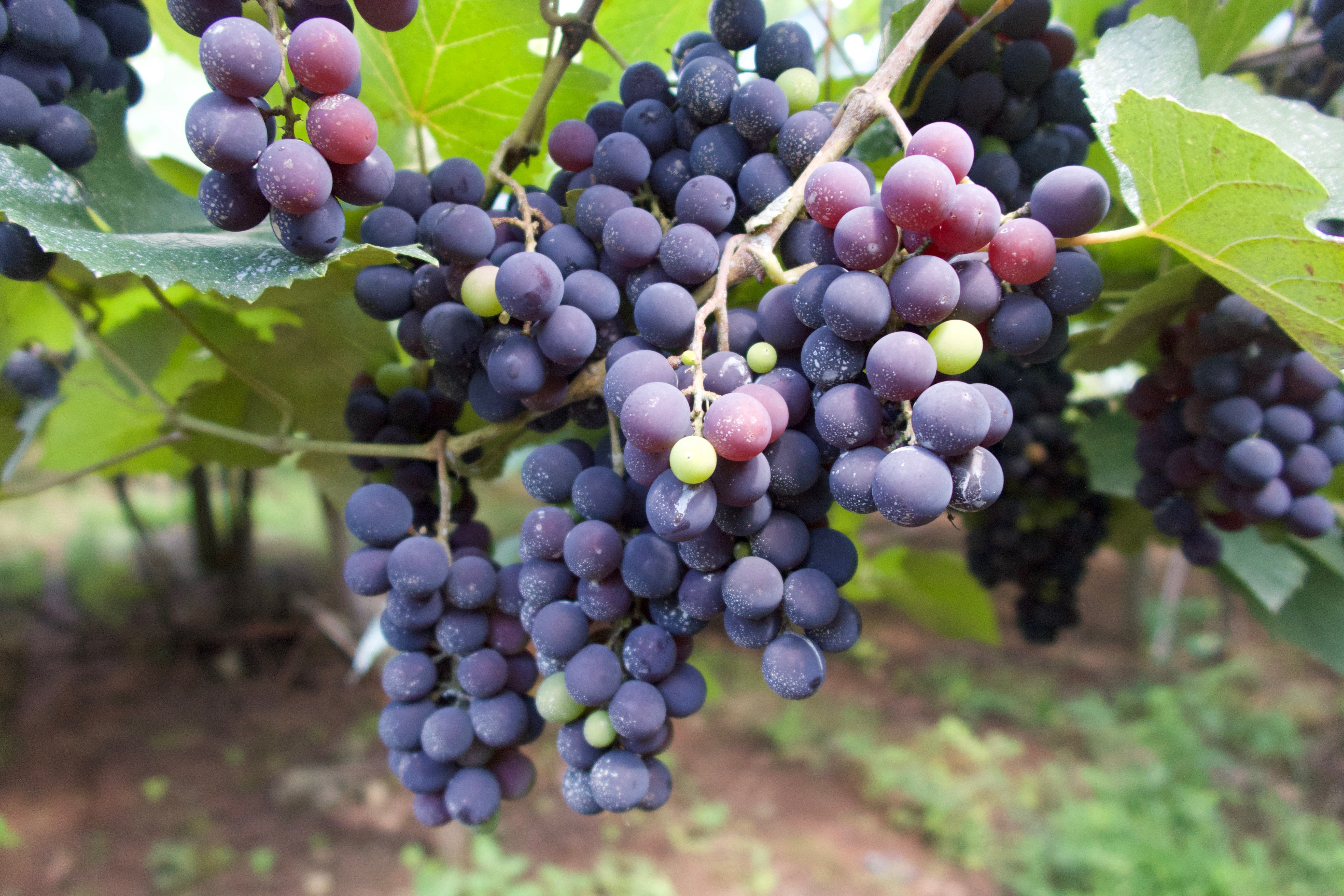 Uva: la fruta estrella de Mendoza y San Juan