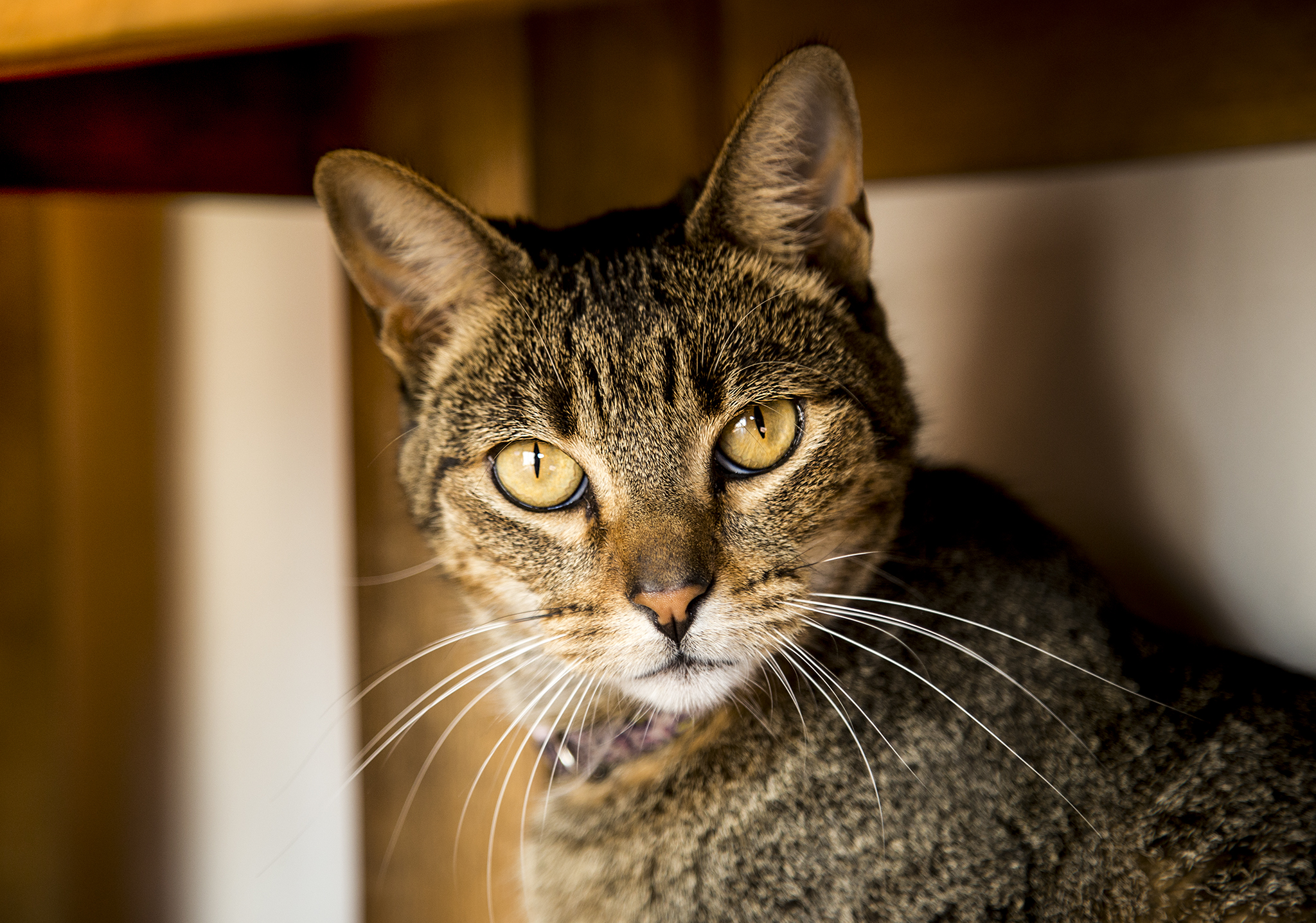 Recomendaciones sobre el cuidado de las mascotas durante el coronavirus.