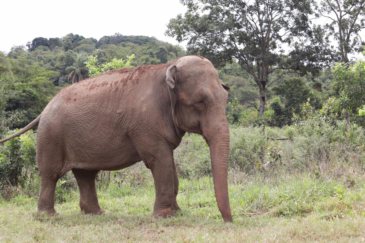 Mara camina en un ambiente natural en el Santuario del Mato Grosso 
