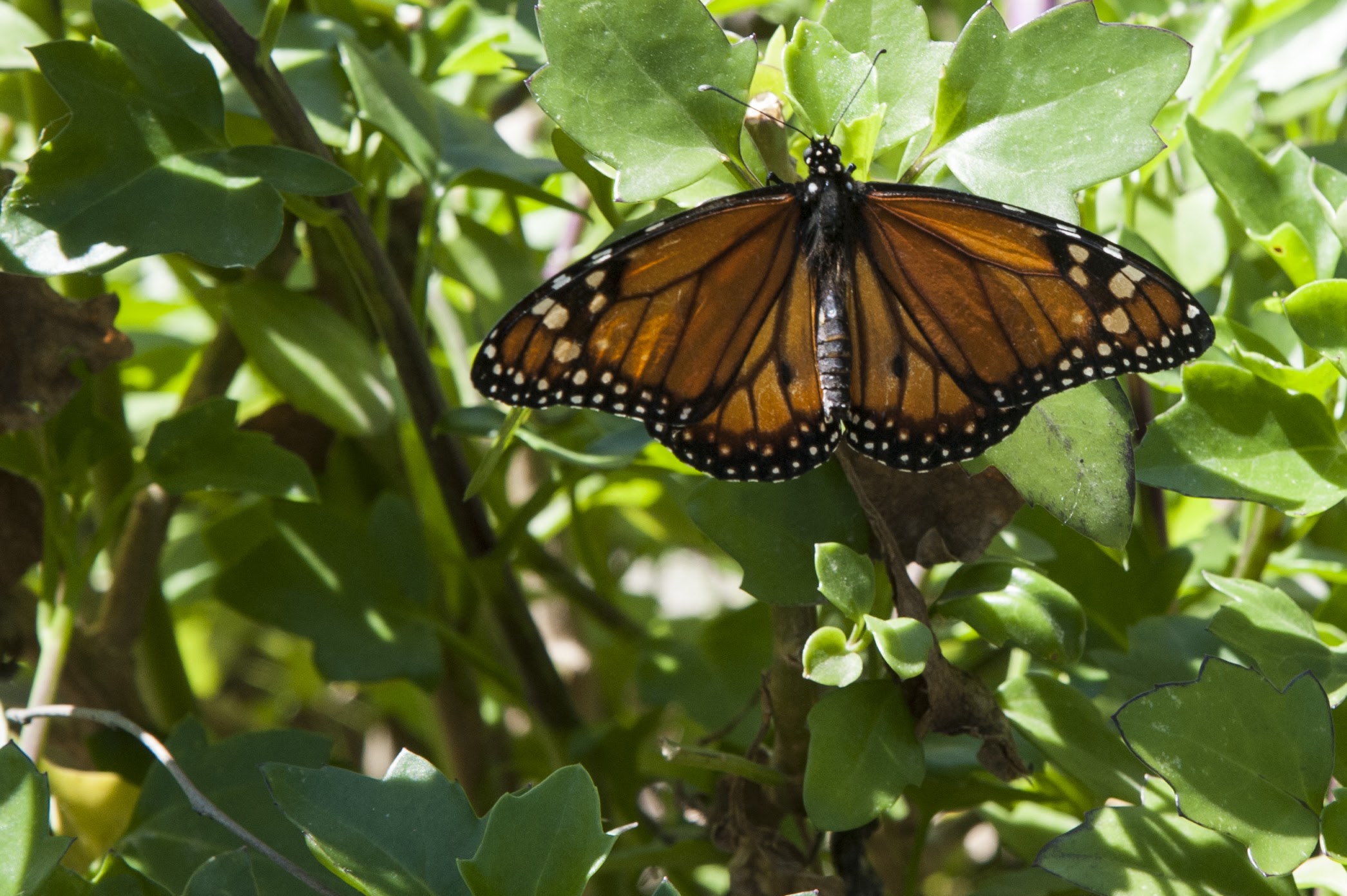 Biodiversidad: descubrir lo que nos rodea