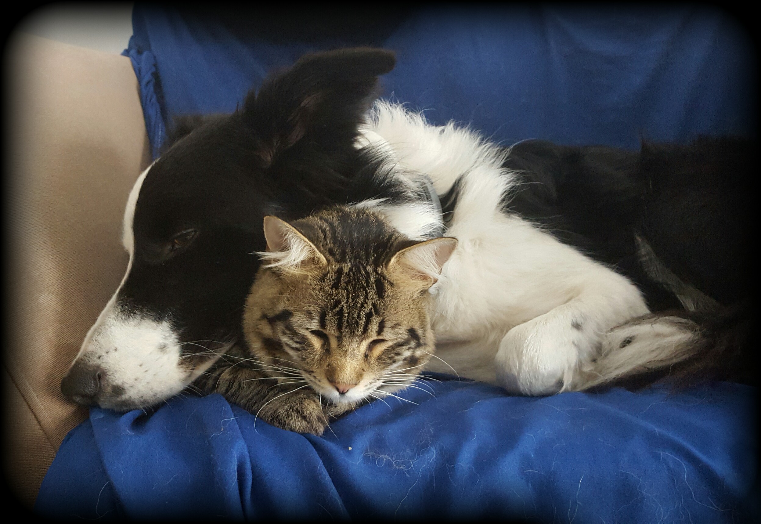 La Ciudad lanza el Programa de Voluntariado para el cuidado de mascotas de pacientes diagnosticados con COVID-19