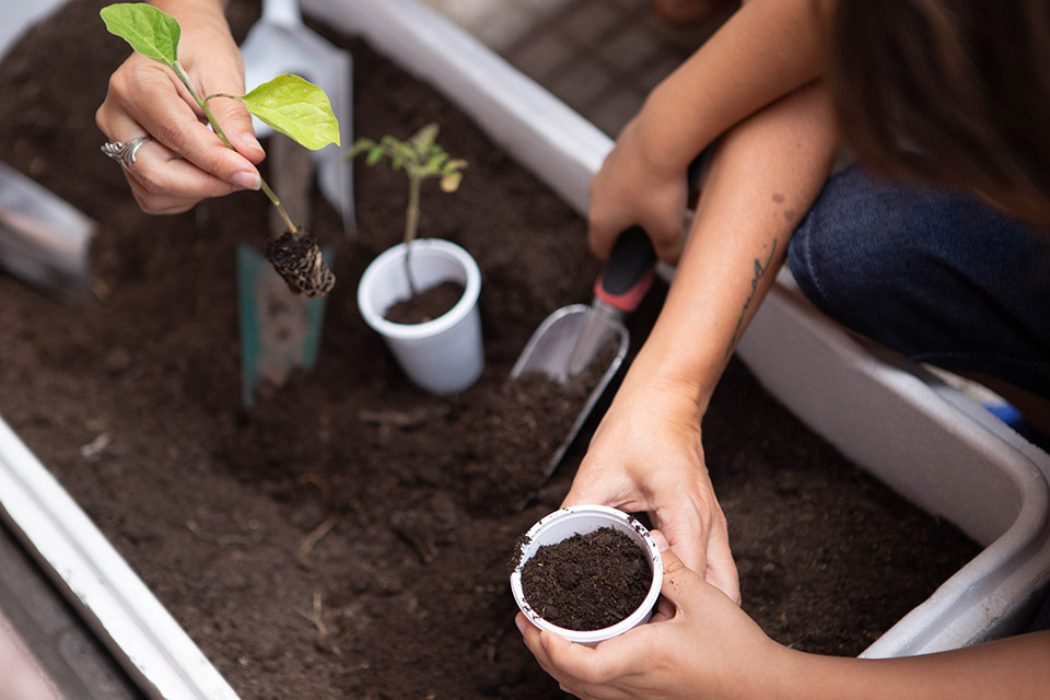 Celebramos el “Día de la gastronomía sostenible”