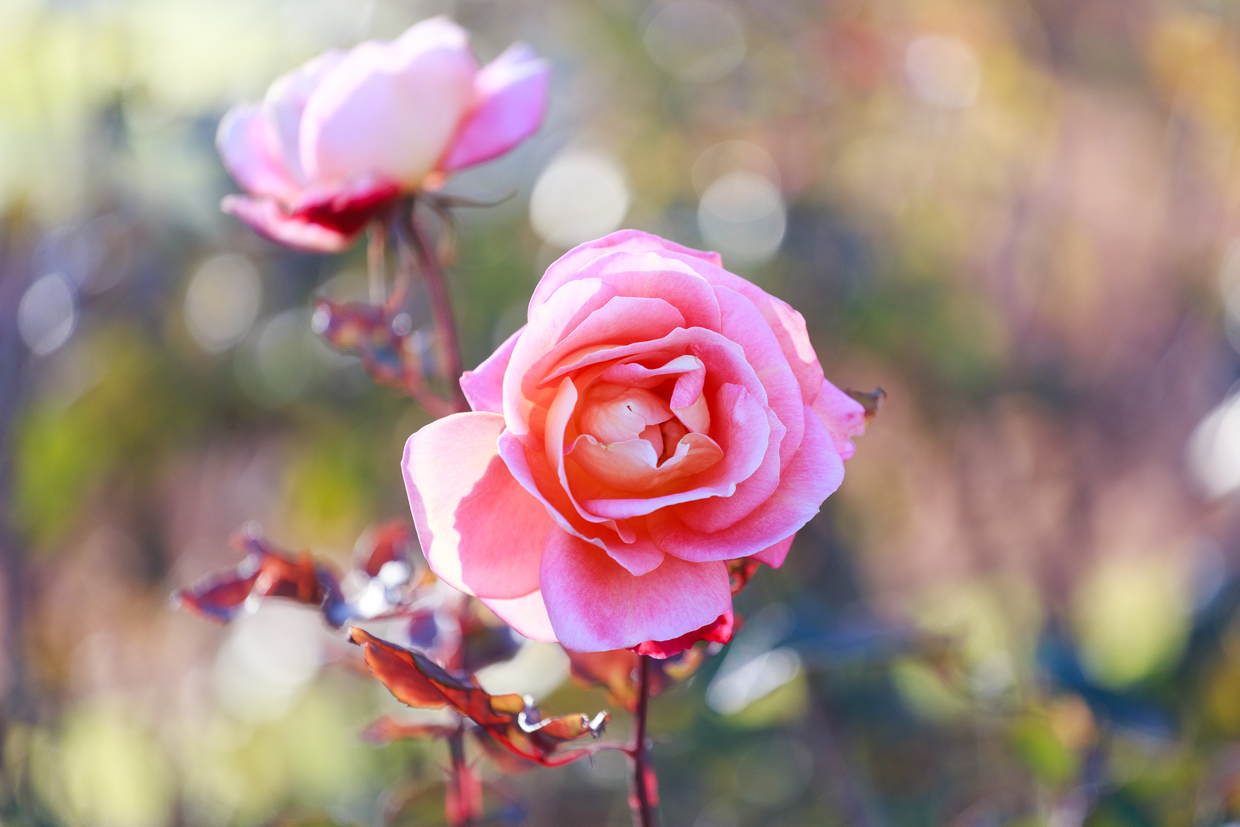 Empezó la poda del Rosedal y se sortearán 100 tallos de rosas