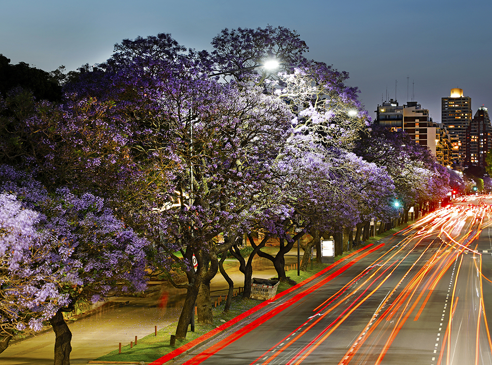 Florecen los jacarandás y una sinfonía azul violácea tiñe la Ciudad   