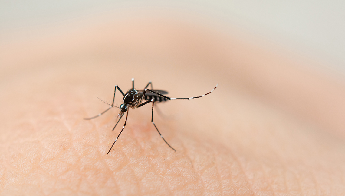 Con ojos de mosquito