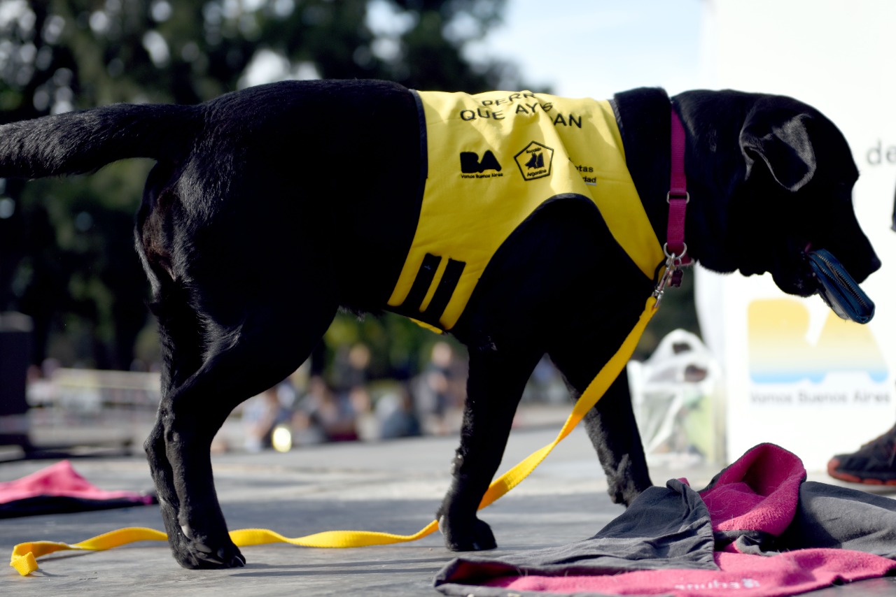La Ciudad reactiva las Intervenciones Asistidas con Animales 