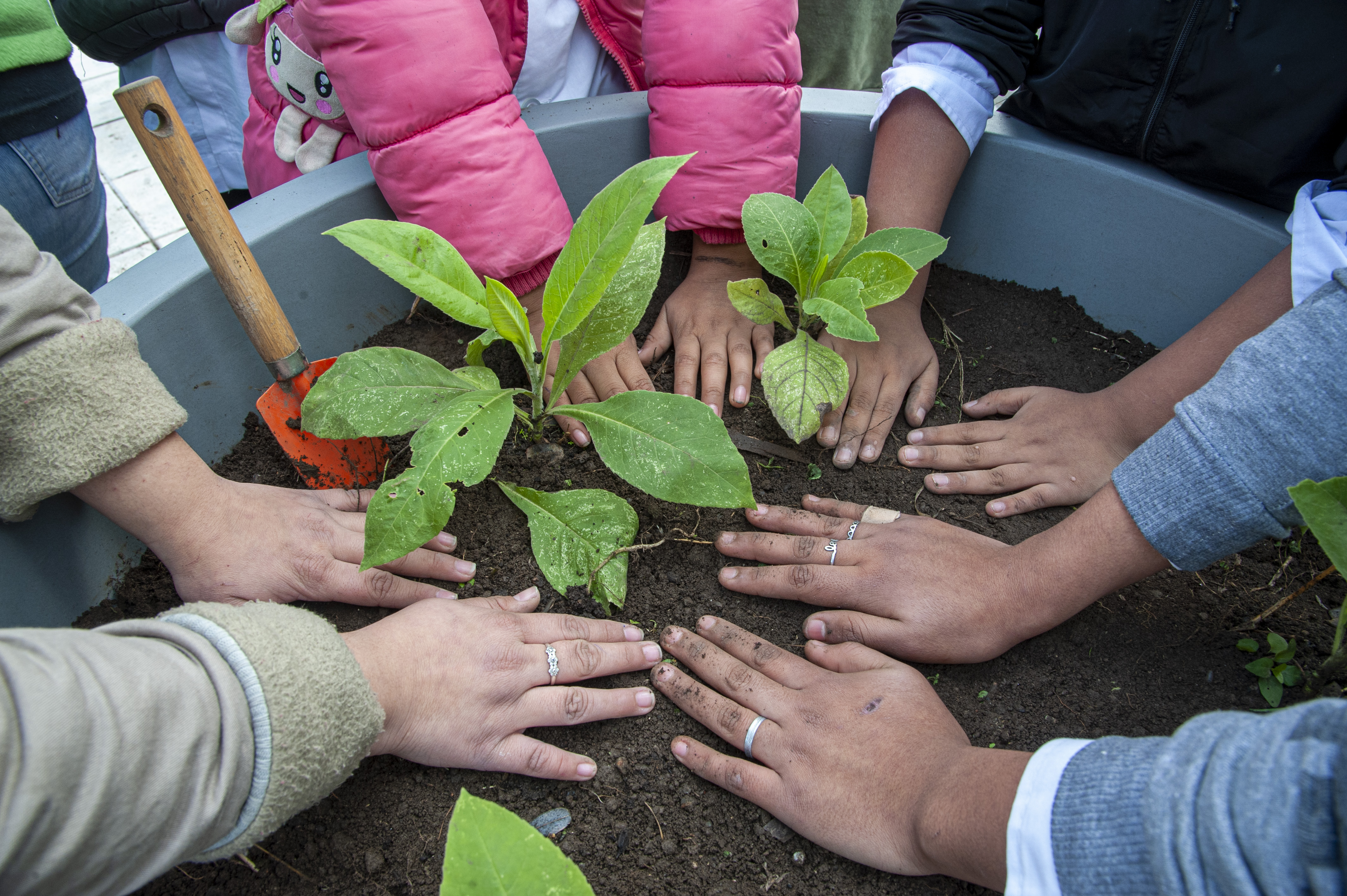 Mes del árbol: el arte de plantar vida