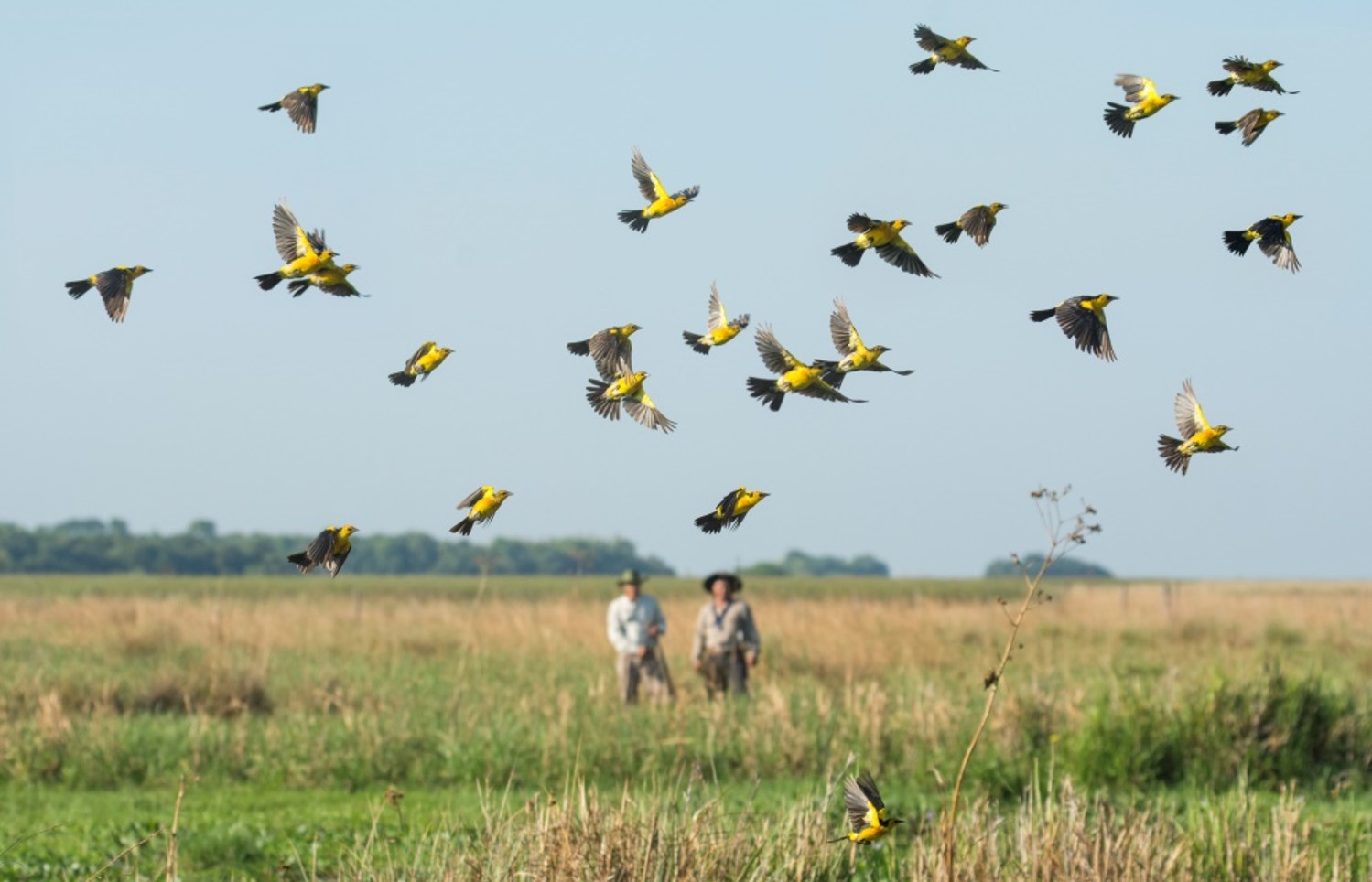 Descubrí los increíbles Esteros del Iberá junto a Conociendo BA Federal