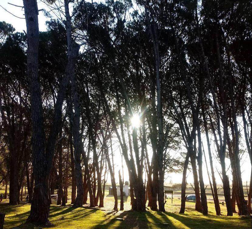 Celebramos el Día del árbol