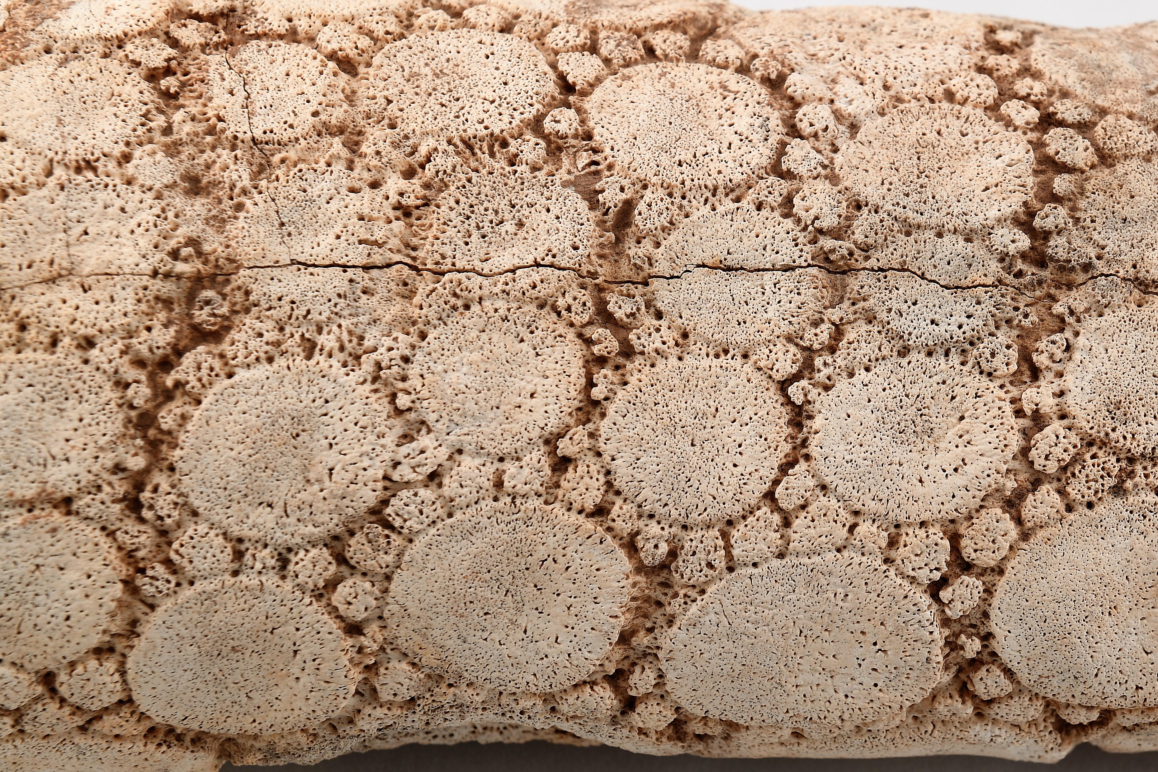 VII Semana de la Arqueología y Paleontología de Buenos Aires. Patrimonio digital. Accesibilidad, difusión y educación.