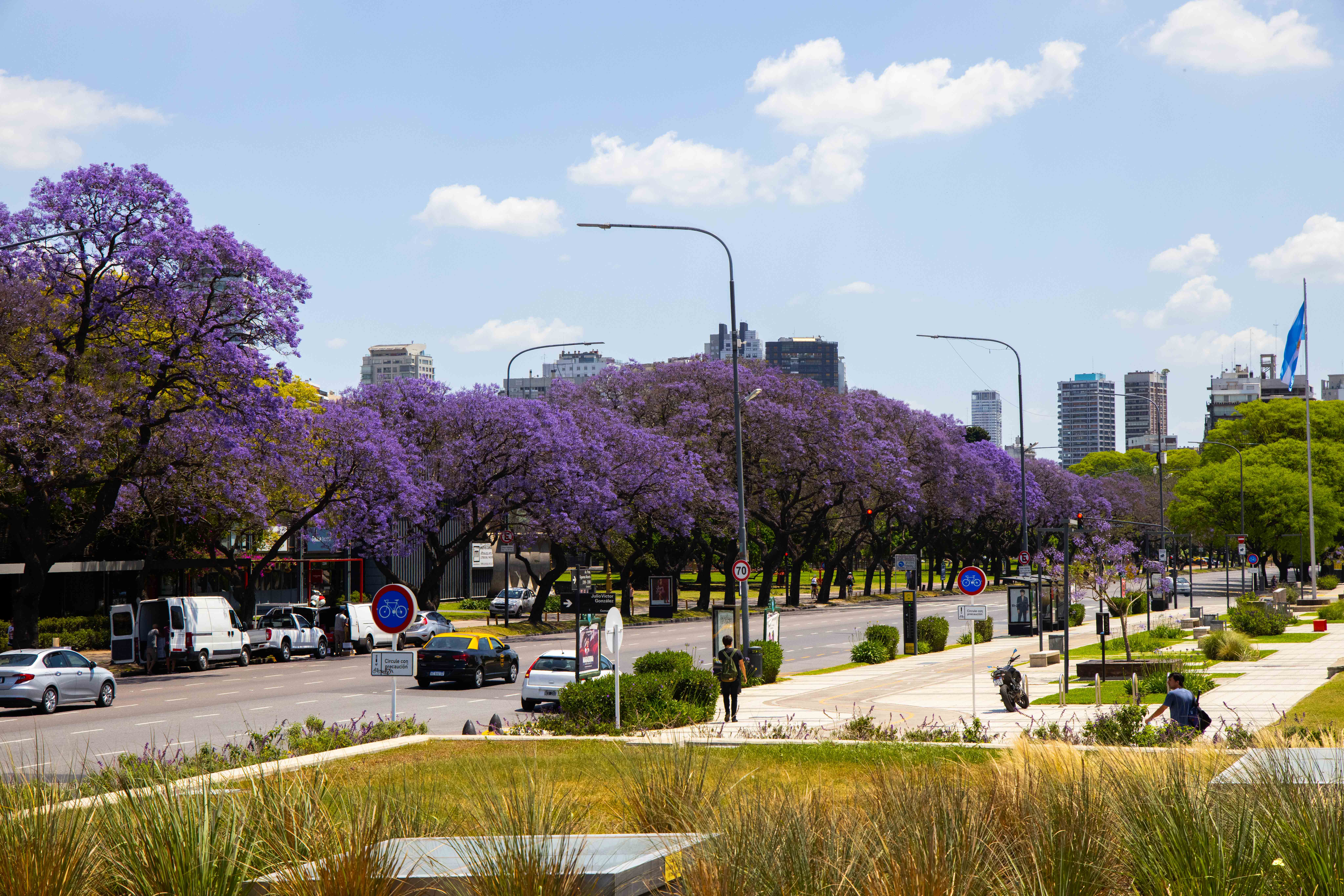 El lila intenso de los jacarandás ya tiñe las calles de Buenos Aires