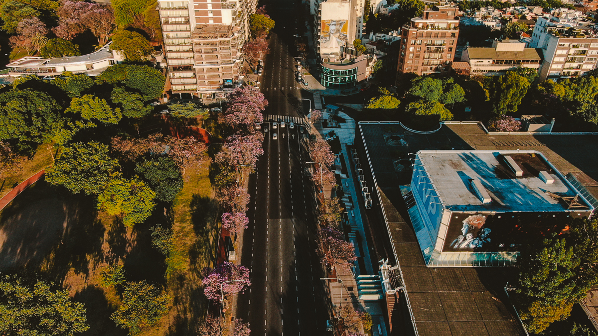 Galería de fotos y video: la Ciudad florece con sus jacarandás
