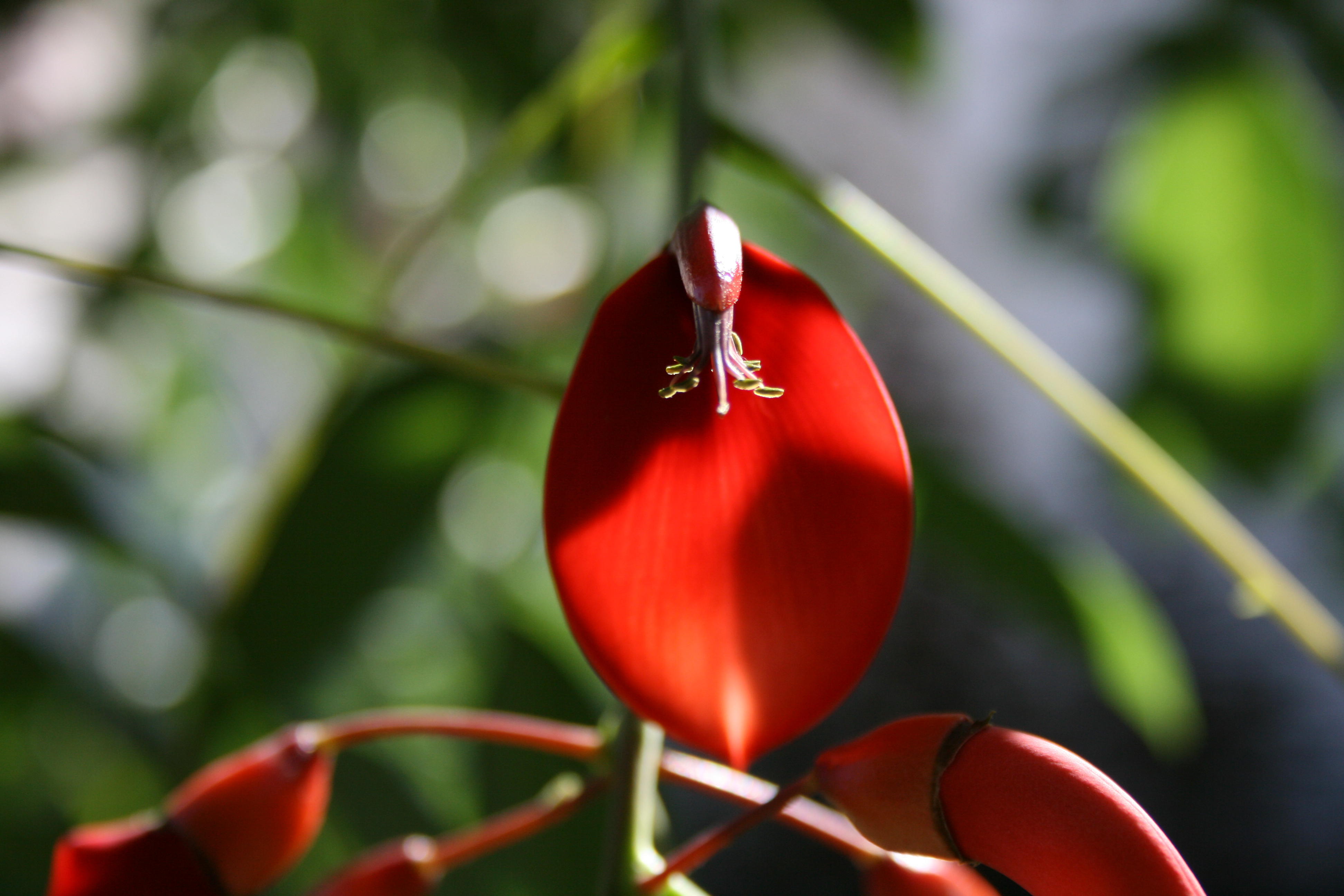 22 de noviembre: Día de la flor nacional