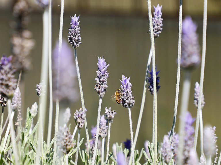 El Vivero de la Ciudad 