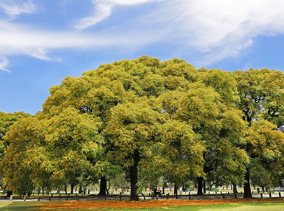 El arbolado porteño muestra sus mejores postales: ahora florecen las tipas y pintan de amarillo la ciudad 