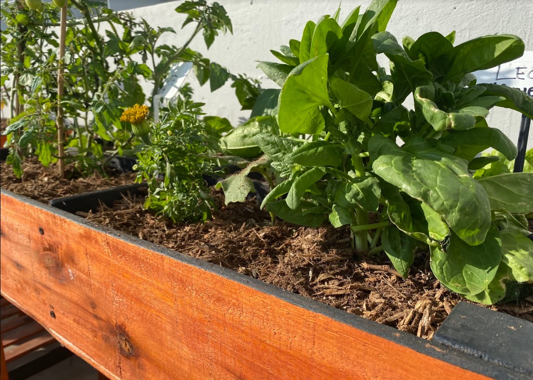 Sembrar conocimiento para cosechar futuro 