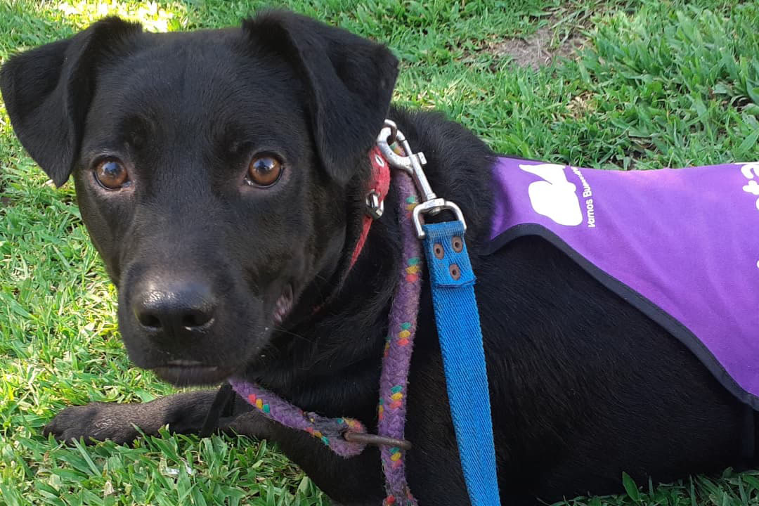 ¡Participaste de una Jornada de adopción de mascotas en Caballito!