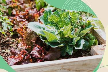 Alimentación consciente y huertas orgánicas