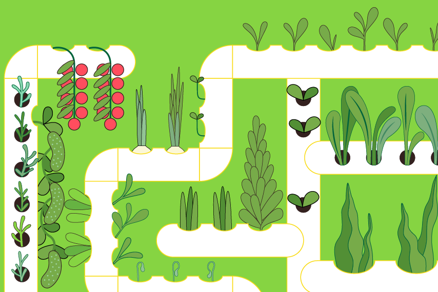 Hidroponía, un método de cultivo sin tierra