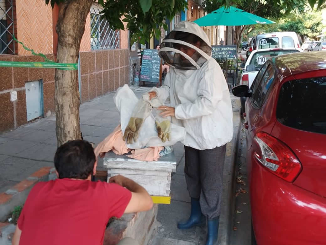Extracción de panal en Villa Crespo