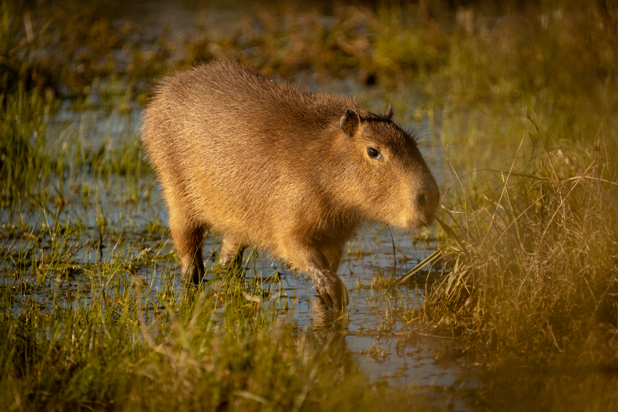 Liberaron a un carpincho y a dos zorrinos rescatados en Villa Soldati y Recoleta