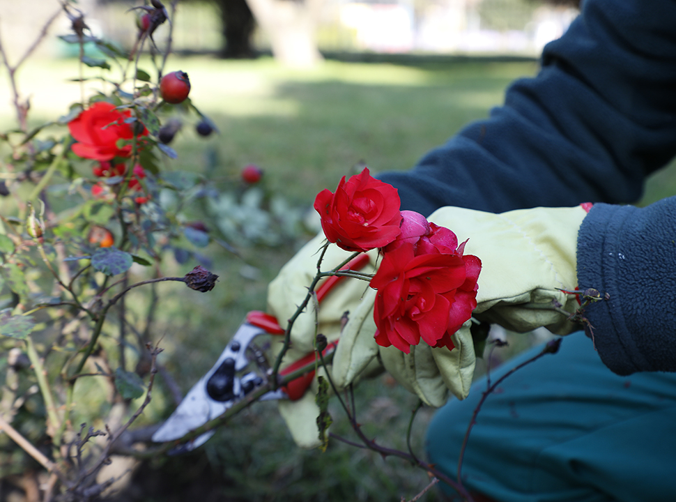En los rosedales de la Ciudad se repartirán gajos para plantar en casa
