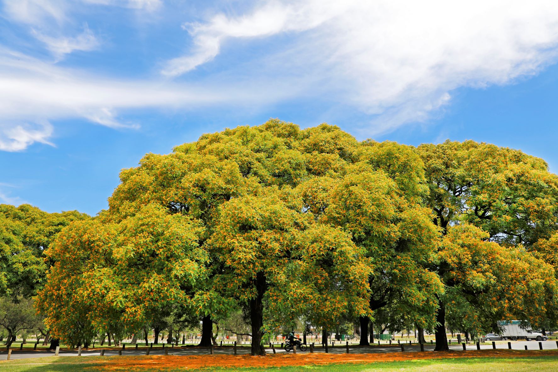 La Ciudad celebra la Semana del Árbol con nuevas plantaciones, ruta histórica y concurso educativo