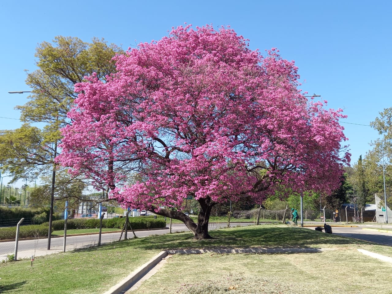 Florecen los lapachos y las calles se tiñen de rosa: dónde encontrarlos