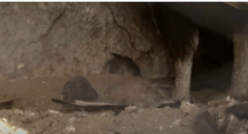 Nació un cóndor incubado de forma natural por su madre en el Ecoparque porteño