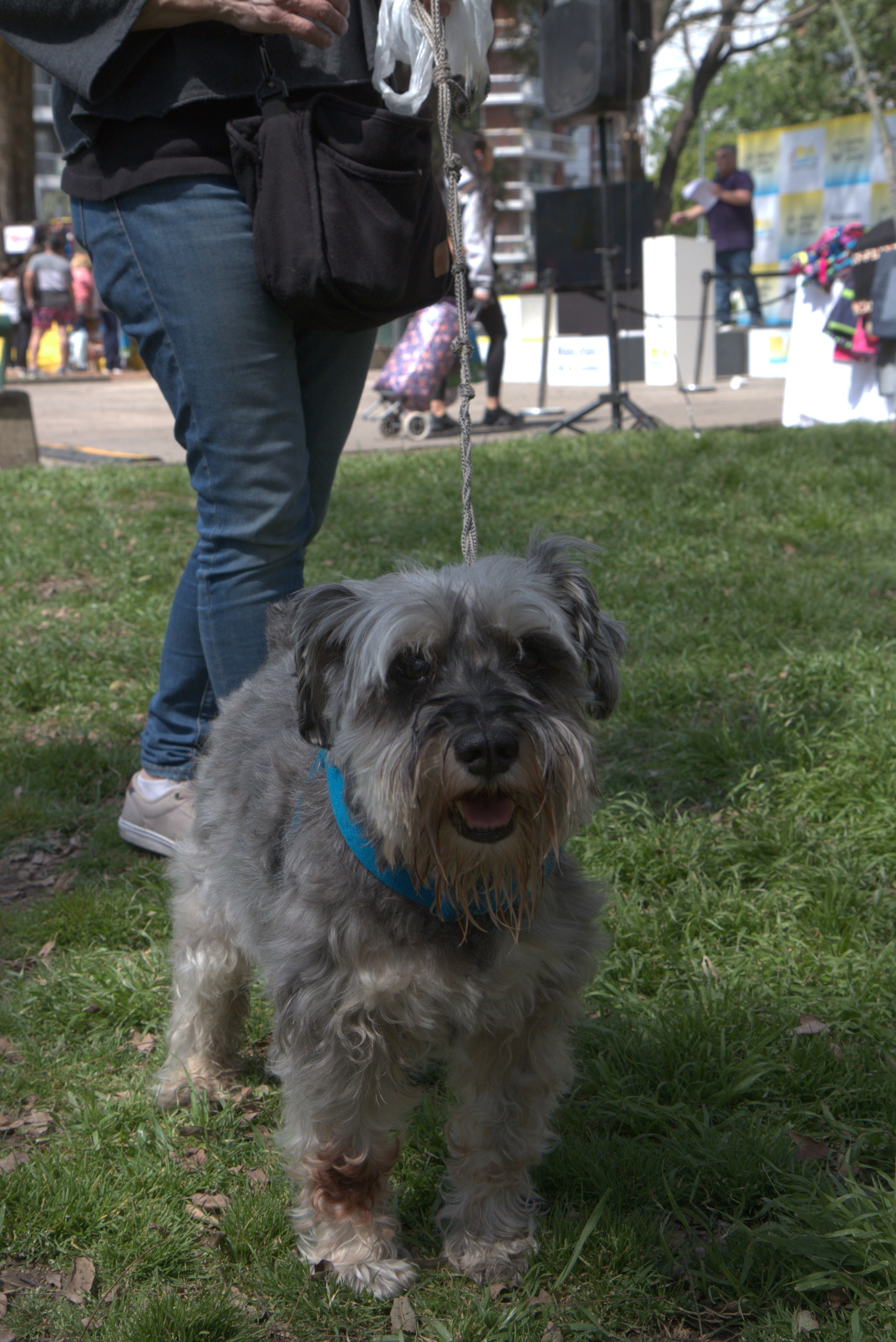 Jornada de adopción de mascotas en Villa Luro
